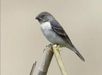 * Chestnut Throated Seedeater