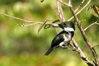 Green  kingfisher   -   Chloroceryle  americana   -   Martin  pescatore  verde