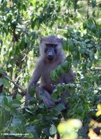 Olive baboon (Papio anubis) in a tree
