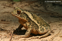 : Bufo nebulifer; Gulf Coast Toad