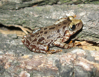 : Scinax uruguayus