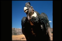 : Vultur gryphus; Andean Condor