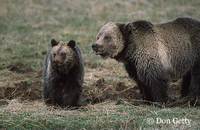 : Ursus arctos; Grizzly Bear