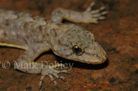 : Cnemaspis africana; Forest Gecko