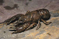 : Orconectes limosus; Crayfish