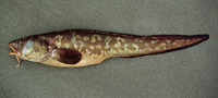 Genypterus maculatus, Black cusk-eel: fisheries