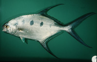 Trachinotus botla, Largespotted dart: fisheries, gamefish