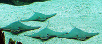 Rhinoptera bonasus, Cownose ray: fisheries, aquarium
