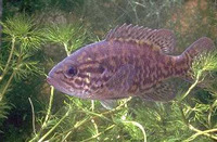 Lepomis gulosus, Warmouth: aquaculture, gamefish