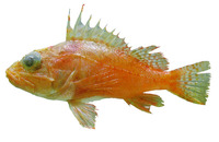 Pontinus rathbuni, Highfin scorpionfish: