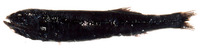 Sagamichthys abei, Shining tubeshoulder:
