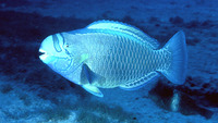Chlorurus perspicillatus, Spectacled parrotfish: aquarium