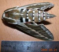 Hyles livornica - White-lined Hawk-moth