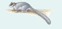 Image of: Gymnobelideus leadbeateri (Leadbeater's possum)