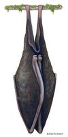 Image of: Rhinolophus luctus (woolly horseshoe bat)