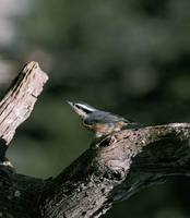 Sitta canadensis - Red-breasted Nuthatch