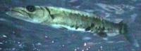 Image of: Sphyraena barracuda (great barracuda)