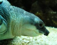 Carettochelys insculpta - Fly River Turtle