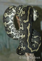 Morelia spilota variegata - Carpet Python