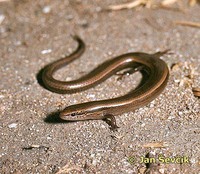 Ablepharus kitaibelii - Snake-eyed Skink