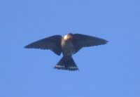 Pacific Swallow (Hirundo tahitica) photo