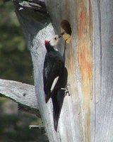 White-headed Woodpecker - Picoides albolarvatus