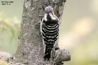 Dendrocopos kizuki, 쇠딱다구리 - Pygmy Woodpecker