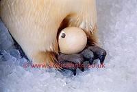 FT0146-00: Emperor Penguin with chipping egg on his feet, watching it hatch. Captive birds. SeaW...