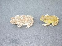 : Bufo maculatus; Flat-backed Toad