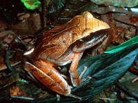: Craugastor noblei; Noble's leaf litter frog (adult)