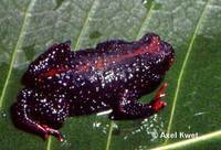 : Melanophryniscus dorsalis