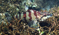 : Oxylebius pictus; Painted Greenling