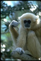 : Hylobates lar; White Handed Gibbon