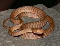 : Boiga irregularis; Brown Tree Snake