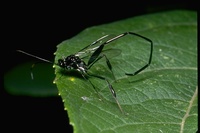 : Pelicinus polyturator; Parasitic Wasp
