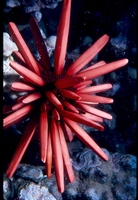 : Heterocentrotus mammillatus; Slate Pencil Urchin
