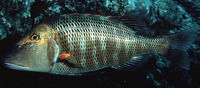 Lethrinus miniatus, Trumpet emperor: fisheries, gamefish