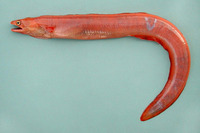Myroconger compressus, Red eel: