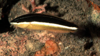 Coris pictoides, Blackstripe coris: aquarium