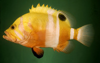 Cephalopholis igarashiensis, Garish hind: fisheries, gamefish
