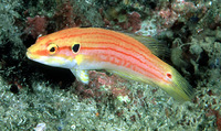 Bodianus bimaculatus, Twospot hogfish: aquarium