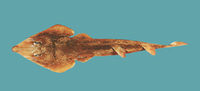 Rhinobatos hynnicephalus, Angel fish: fisheries