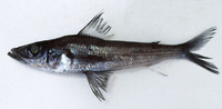 Chlorophthalmus nigromarginatus, :