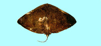 Gymnura japonica, Japanese butterflyray: fisheries