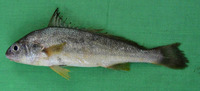 Johnius macrorhynus, Big-snout croaker: fisheries