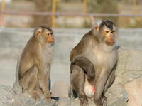 Image of: Macaca nemestrina (pigtail macaque)