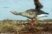 Anser anser - Greylag Goose