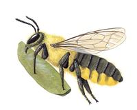 Image of: Megachile rotundata (alfalfa leafcutting bee)
