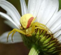 Image of: Misumena vatia (flower spider)