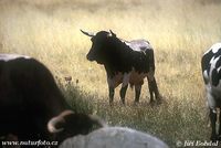 Bos primigenius taurus - Cattle